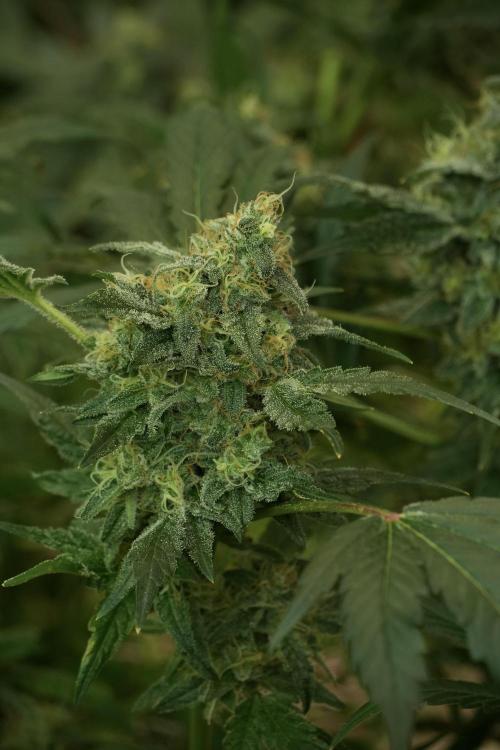 Skywalker OG Legends of the 12/12 Galaxy. Week 13 - Skywalker OG 12-12 from seed 