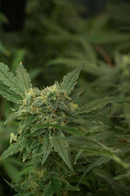 Skywalker OG Legends of the 12/12 Galaxy. Week 13 - Skywalker OG 12-12 from seed 