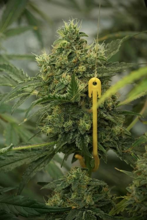 Skywalker OG Legends of the 12/12 Galaxy. Week 13 - Skywalker OG 12-12 from seed 