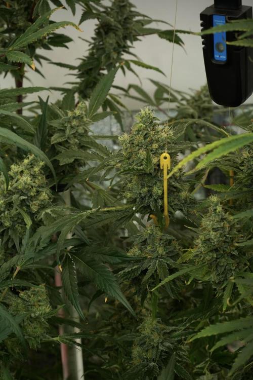 Skywalker OG Legends of the 12/12 Galaxy. Week 13 - Skywalker OG 12-12 from seed 