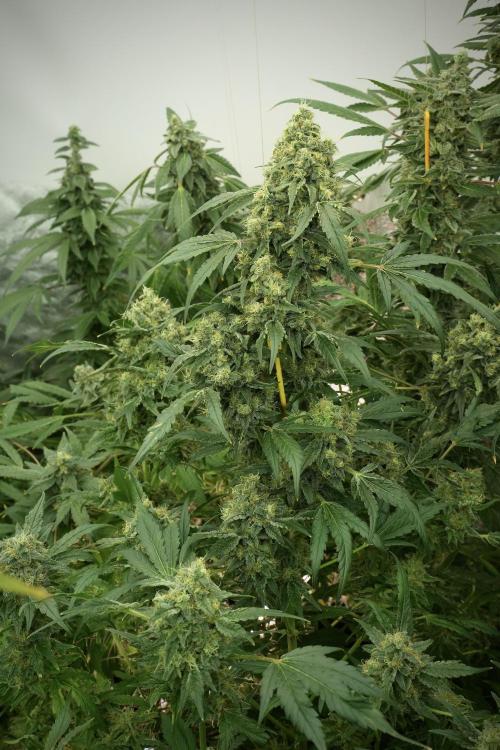 Skywalker OG Legends of the 12/12 Galaxy. Week 13 - Skywalker OG 12-12 from seed 
