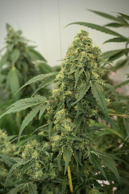 Skywalker OG Legends of the 12/12 Galaxy. Week 13 - Skywalker OG 12-12 from seed 