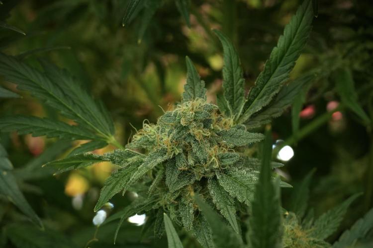 Skywalker OG Legends of the 12/12 Galaxy. Week 13 - Skywalker OG 12-12 from seed 