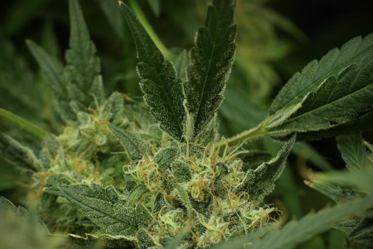 Skywalker OG Legends of the 12/12 Galaxy. Week 13 - Skywalker OG 12-12 from seed 