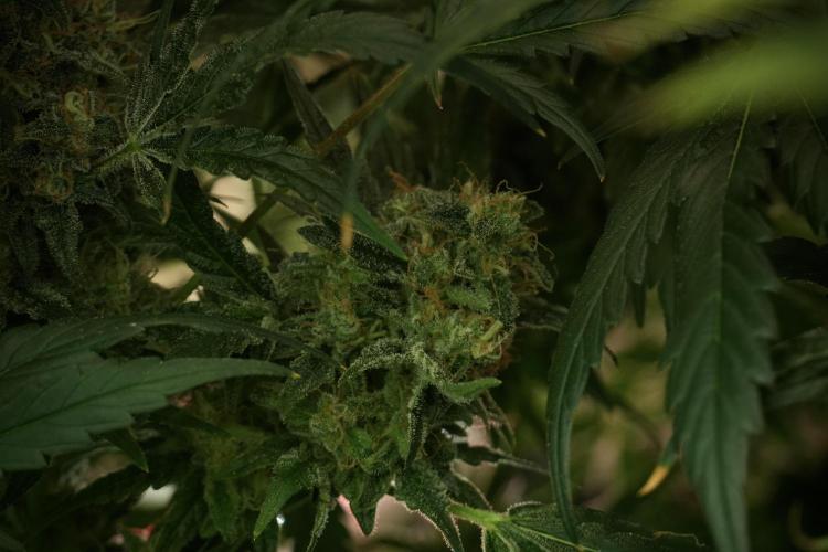 Skywalker OG Legends of the 12/12 Galaxy. Week 13 - Skywalker OG 12-12 from seed 