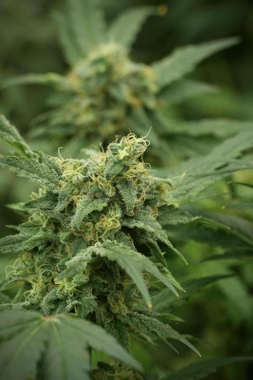 Skywalker OG Legends of the 12/12 Galaxy. Week 13 - Skywalker OG 12-12 from seed 