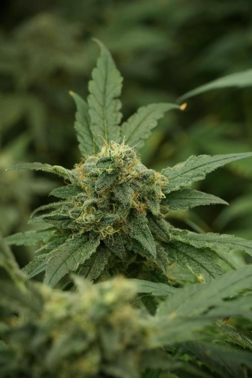 Skywalker OG Legends of the 12/12 Galaxy. Week 13 - Skywalker OG 12-12 from seed 