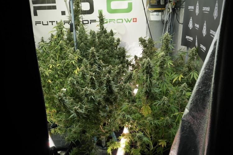 Skywalker OG Legends of the 12/12 Galaxy. Week 13 - Skywalker OG 12-12 from seed 