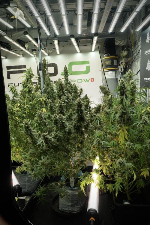 Skywalker OG Legends of the 12/12 Galaxy. Week 13 - Room and vibes 