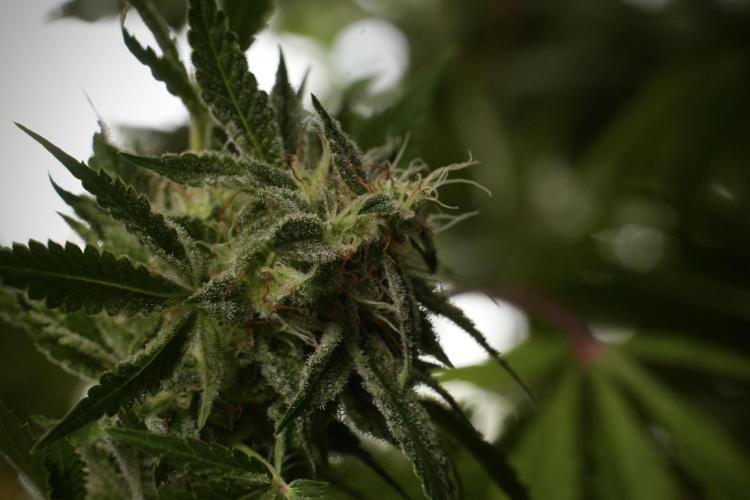 Animal Mints-Legends of the Frozen North. Week 13 - Animal Mints No veg 12-12 from seed