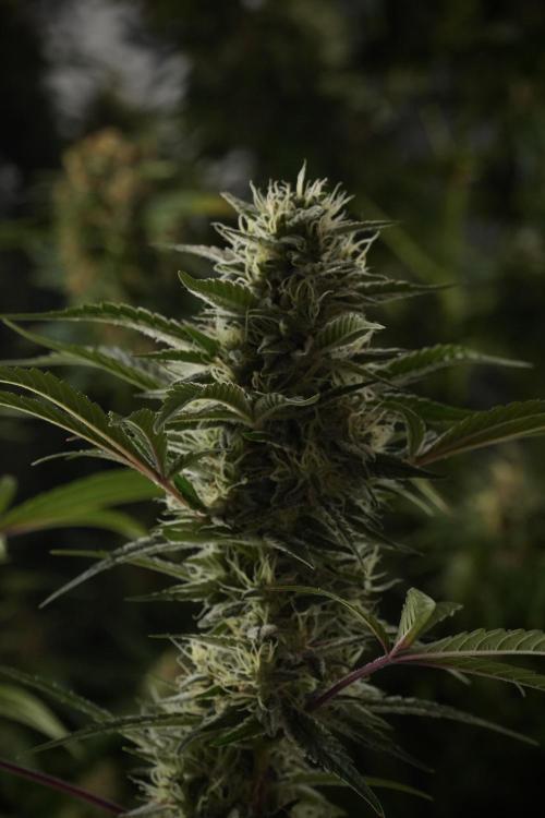 Animal Mints-Legends of the Frozen North. Week 13 - Animal Mints No veg 12-12 from seed