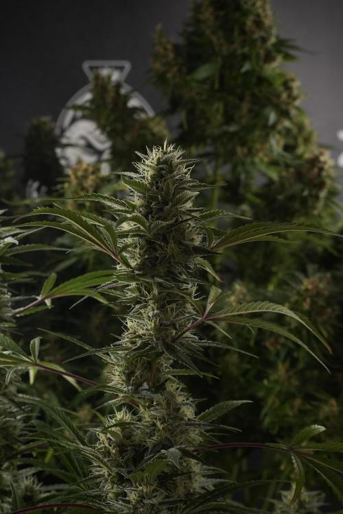 Animal Mints-Legends of the Frozen North. Week 13 - Animal Mints No veg 12-12 from seed