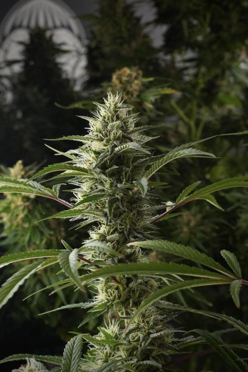 Animal Mints-Legends of the Frozen North. Week 13 - Animal Mints No veg 12-12 from seed