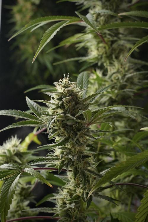 Animal Mints-Legends of the Frozen North. Week 13 - Animal Mints No veg 12-12 from seed