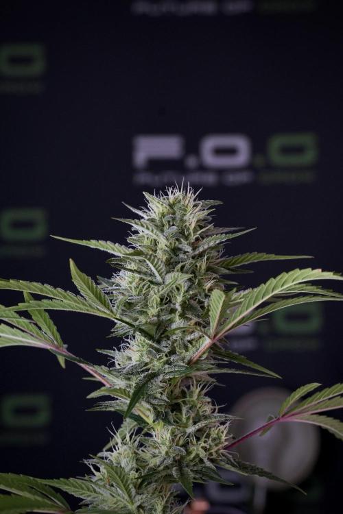Animal Mints-Legends of the Frozen North. Week 13 - Animal Mints No veg 12-12 from seed