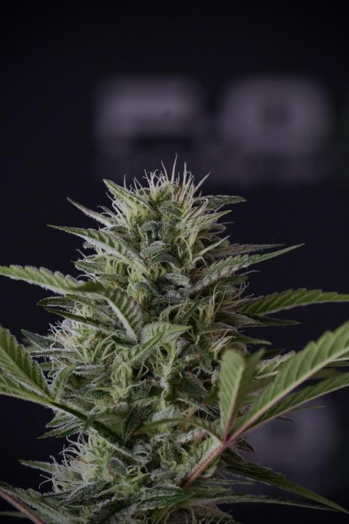 Animal Mints-Legends of the Frozen North. Week 13 - Animal Mints No veg 12-12 from seed