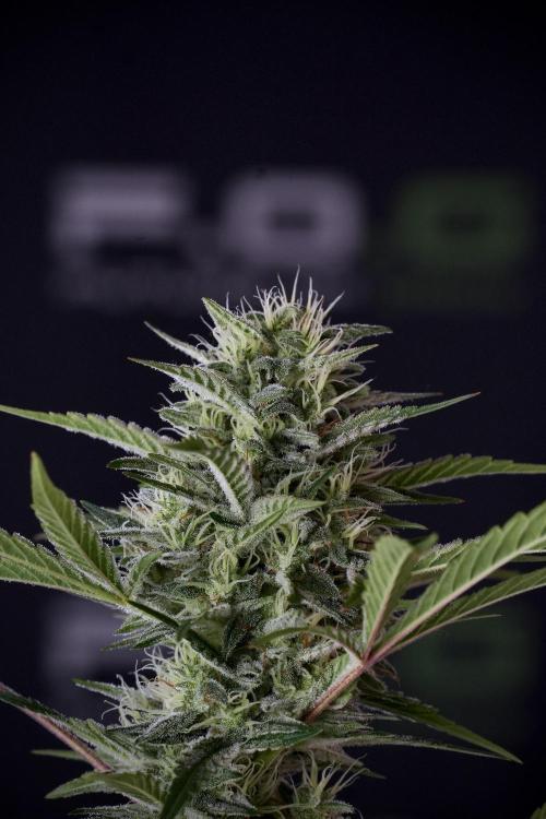 Animal Mints-Legends of the Frozen North. Week 13 - Animal Mints No veg 12-12 from seed