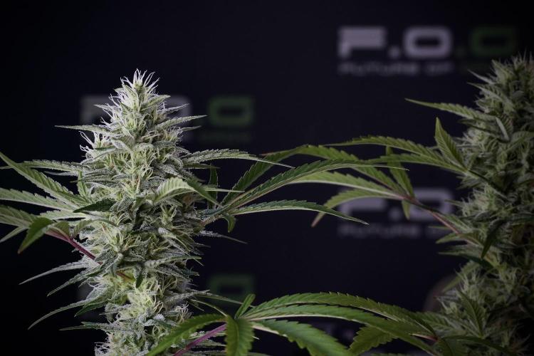 Animal Mints-Legends of the Frozen North. Week 13 - Animal Mints No veg 12-12 from seed