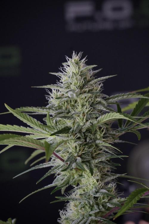 Animal Mints-Legends of the Frozen North. Week 13 - Animal Mints No veg 12-12 from seed