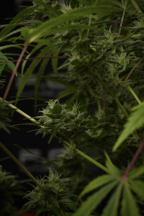 Animal Mints-Legends of the Frozen North. Week 13 - Animal Mints No veg 12-12 from seed