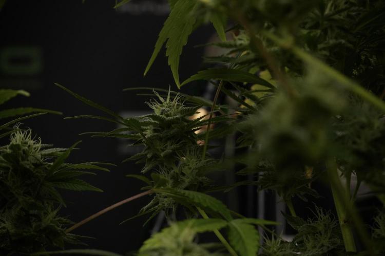 Animal Mints-Legends of the Frozen North. Week 13 - Animal Mints No veg 12-12 from seed