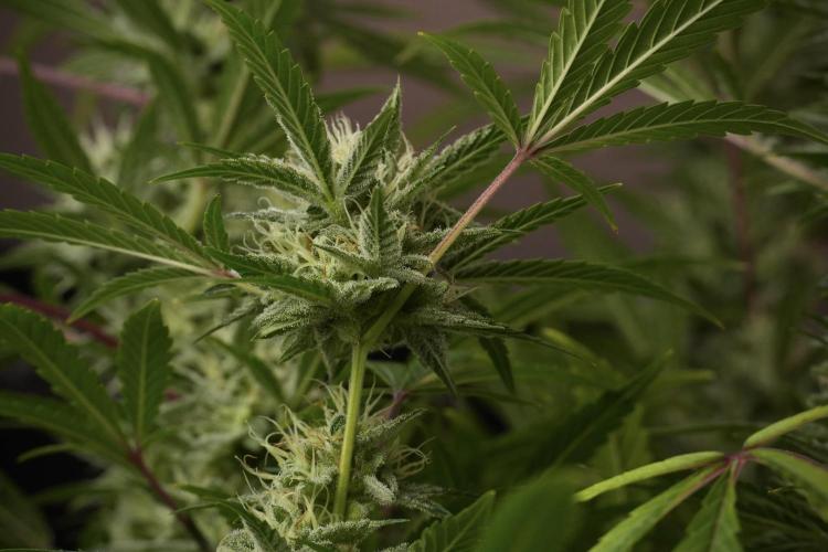 Animal Mints-Legends of the Frozen North. Week 13 - Animal Mints No veg 12-12 from seed