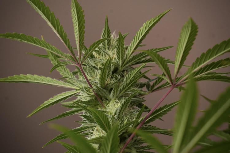 Animal Mints-Legends of the Frozen North. Week 13 - Animal Mints No veg 12-12 from seed