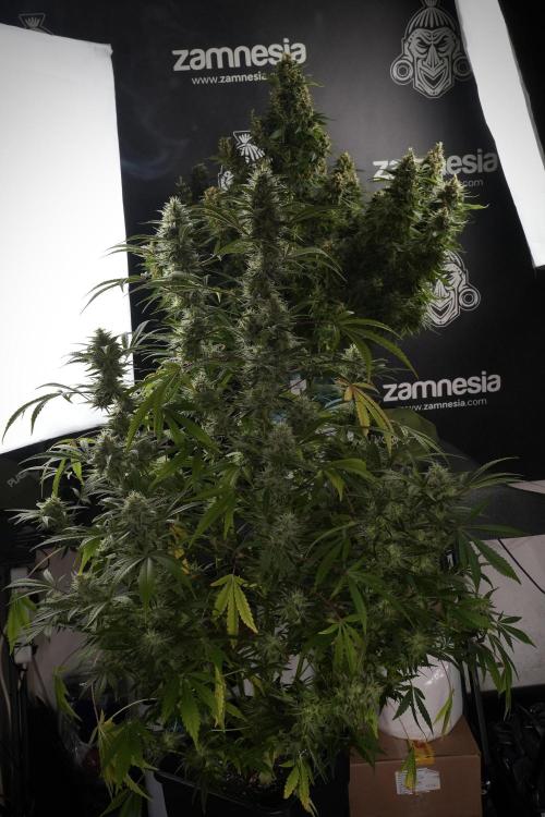 Animal Mints-Legends of the Frozen North. Week 13 - Animal Mints No veg 12-12 from seed