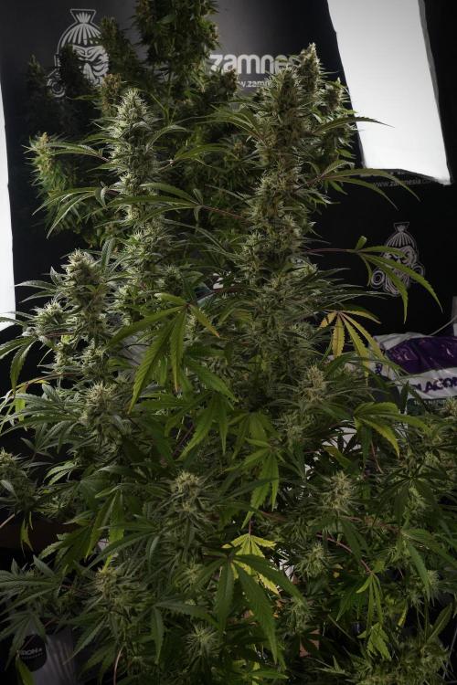 Animal Mints-Legends of the Frozen North. Week 13 - Animal Mints No veg 12-12 from seed