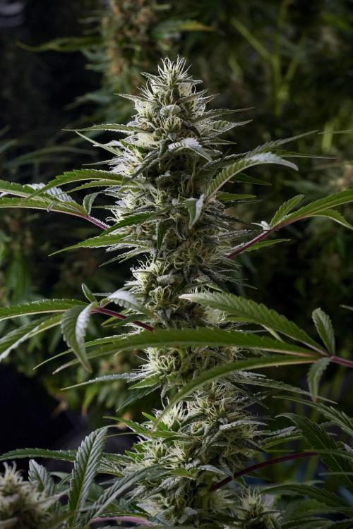 Animal Mints-Legends of the Frozen North. Week 13 - Animal Mints No veg 12-12 from seed