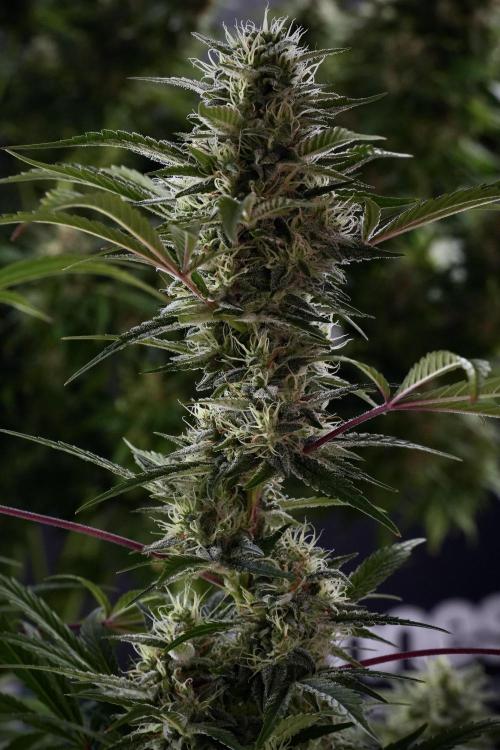 Animal Mints-Legends of the Frozen North. Week 13 - Animal Mints No veg 12-12 from seed