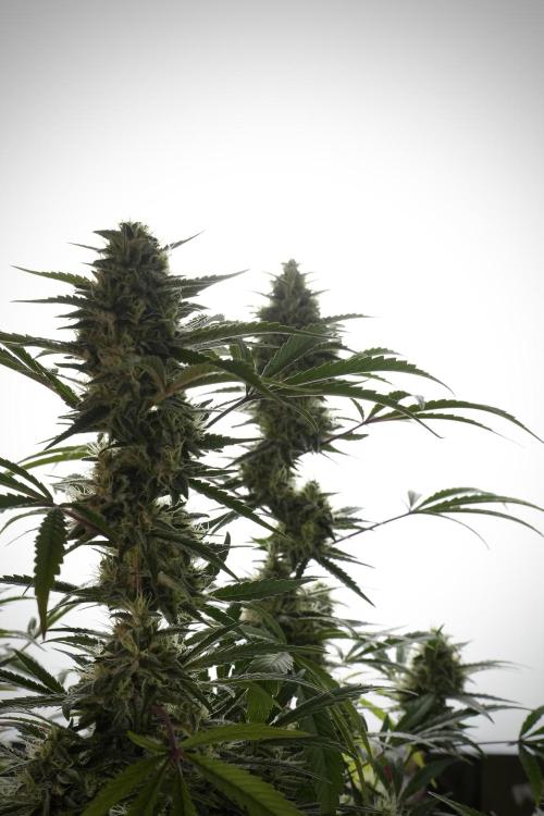 Animal Mints-Legends of the Frozen North. Week 13 - Animal Mints No veg 12-12 from seed