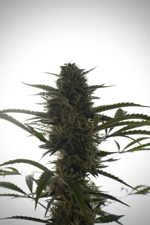Animal Mints-Legends of the Frozen North. Week 13 - Animal Mints No veg 12-12 from seed