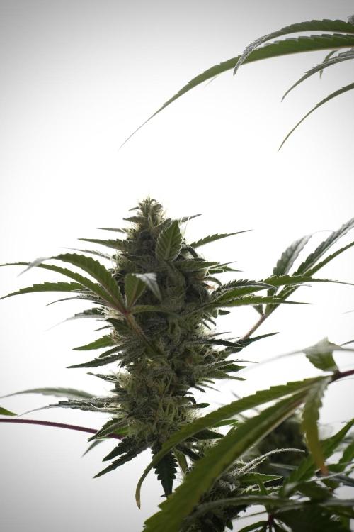 Animal Mints-Legends of the Frozen North. Week 13 - Animal Mints No veg 12-12 from seed