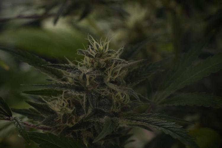 Animal Mints-Legends of the Frozen North. Week 13 - Animal Mints No veg 12-12 from seed