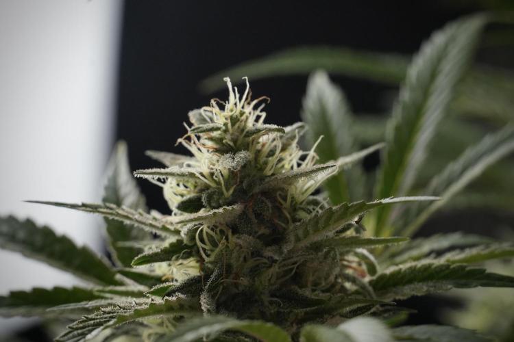 Animal Mints-Legends of the Frozen North. Week 13 - Animal Mints No veg 12-12 from seed