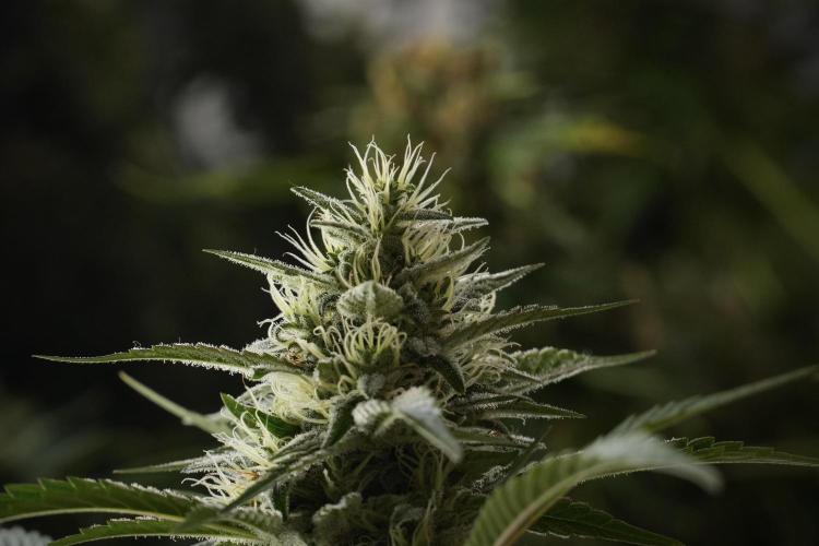 Animal Mints-Legends of the Frozen North. Week 13 - Animal Mints No veg 12-12 from seed
