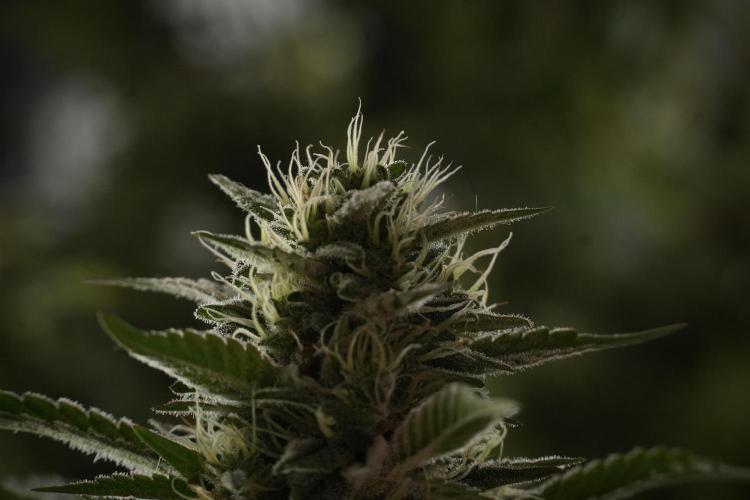Animal Mints-Legends of the Frozen North. Week 13 - Animal Mints No veg 12-12 from seed