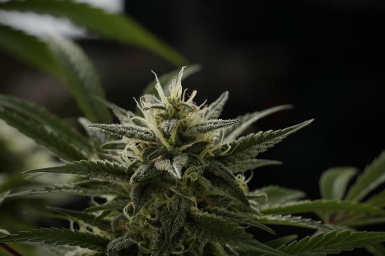 Animal Mints-Legends of the Frozen North. Week 13 - Animal Mints No veg 12-12 from seed