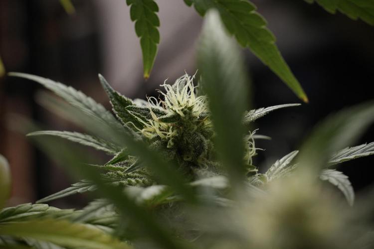Animal Mints-Legends of the Frozen North. Week 13 - Animal Mints No veg 12-12 from seed
