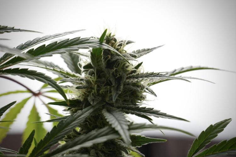 Animal Mints-Legends of the Frozen North. Week 13 - Animal Mints No veg 12-12 from seed