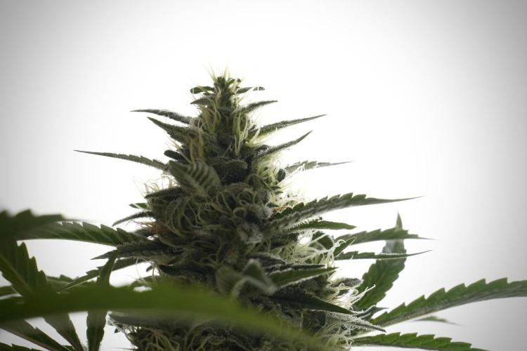 Animal Mints-Legends of the Frozen North. Week 13 - Animal Mints No veg 12-12 from seed