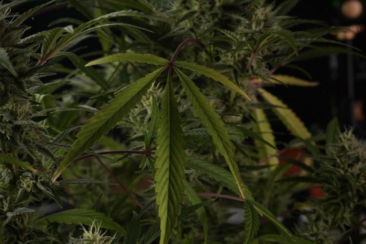 Animal Mints-Legends of the Frozen North. Week 13 - Animal Mints No veg 12-12 from seed