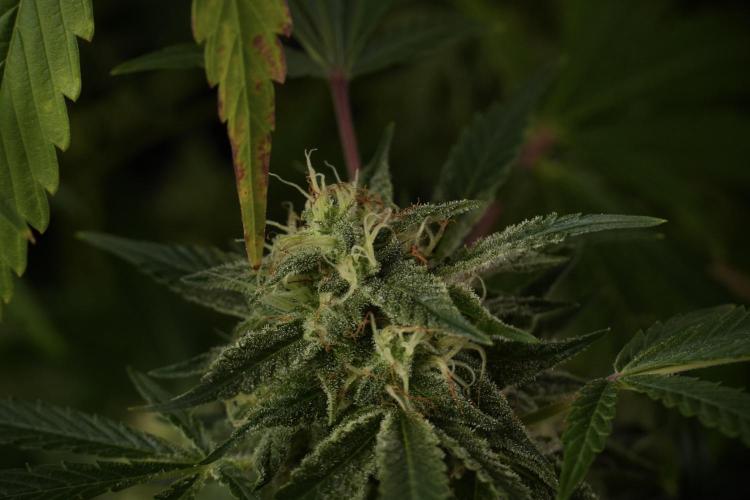Animal Mints-Legends of the Frozen North. Week 13 - Animal Mints No veg 12-12 from seed