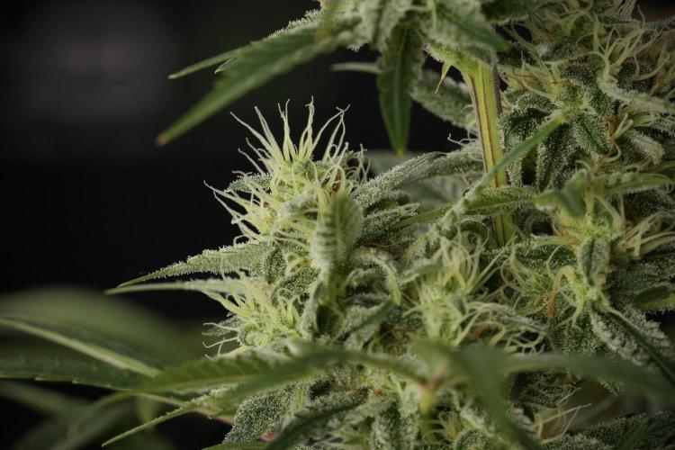 Animal Mints-Legends of the Frozen North. Week 13 - Animal Mints No veg 12-12 from seed