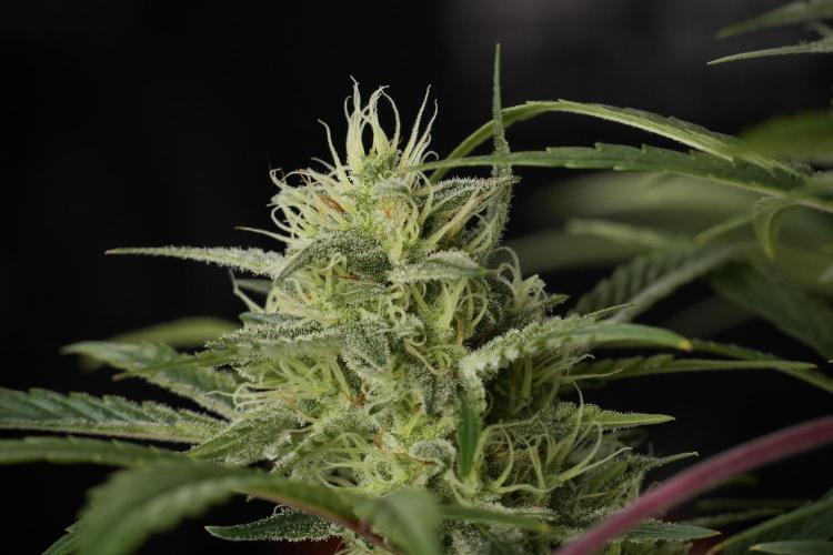 Animal Mints-Legends of the Frozen North. Week 13 - Animal Mints No veg 12-12 from seed