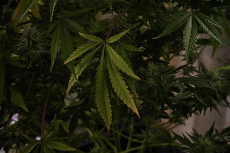 Animal Mints-Legends of the Frozen North. Week 13 - Animal Mints No veg 12-12 from seed