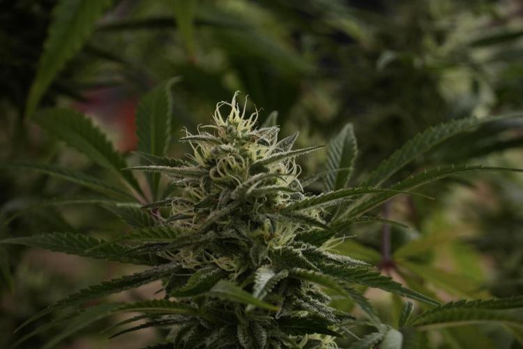 Animal Mints-Legends of the Frozen North. Week 13 - Animal Mints No veg 12-12 from seed