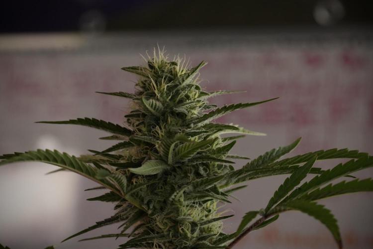 Animal Mints-Legends of the Frozen North. Week 13 - Animal Mints No veg 12-12 from seed