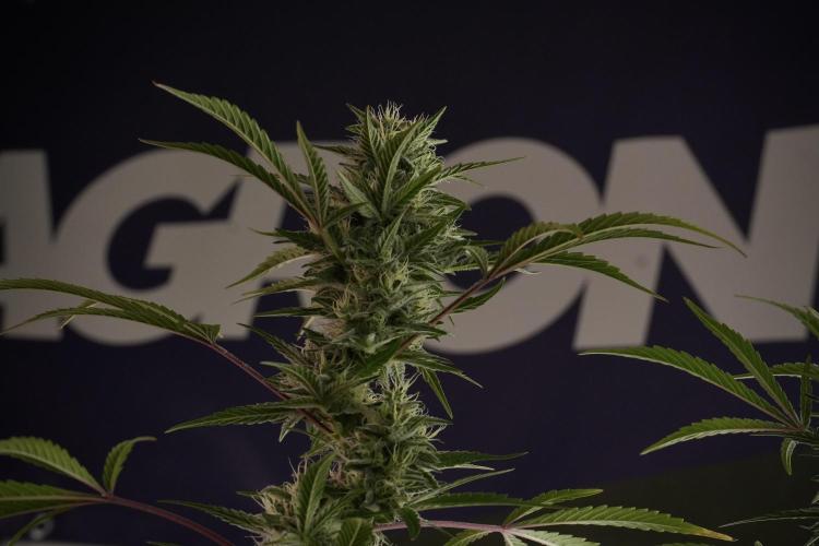Animal Mints-Legends of the Frozen North. Week 13 - Animal Mints No veg 12-12 from seed